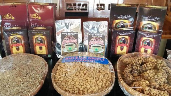 Sentra pengembangan kopi luwak di Gang Pekonan, Way Pengaku, Kota Liwa, Kabupaten Lampung Barat, Lampung.
