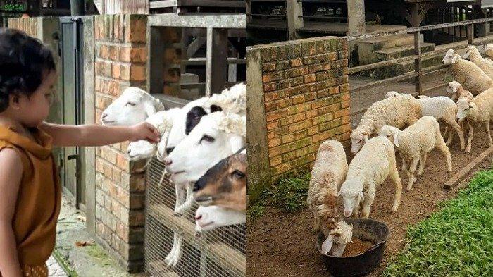 Pengunjung anak-anak yang sedang memberi makan domba di Kuntum Farmfield Bogor.