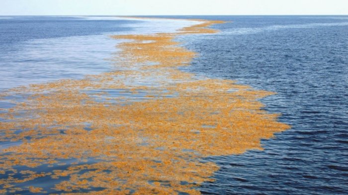 Laut Sargasso