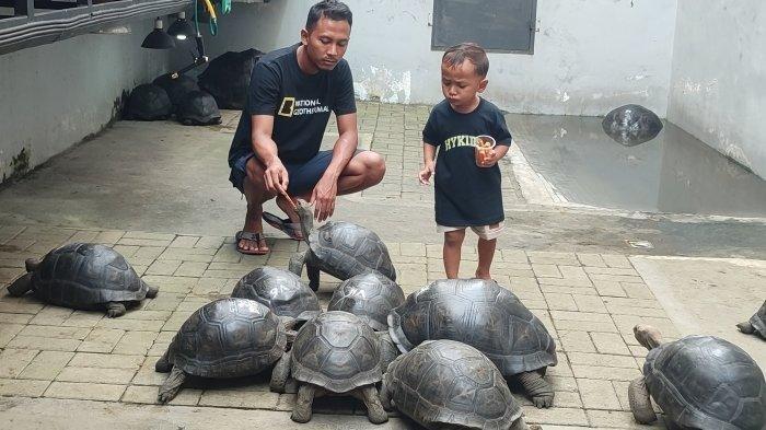 Seorang bocah yang merupakan pengunjung di lokasi wisata edukasi Dragon Torto tampak memberi makan kura-kura jumbo yang berkeliaran. Tempat ini buka pada Selasa-Minggu pukul 11.00-18.30 WIB.