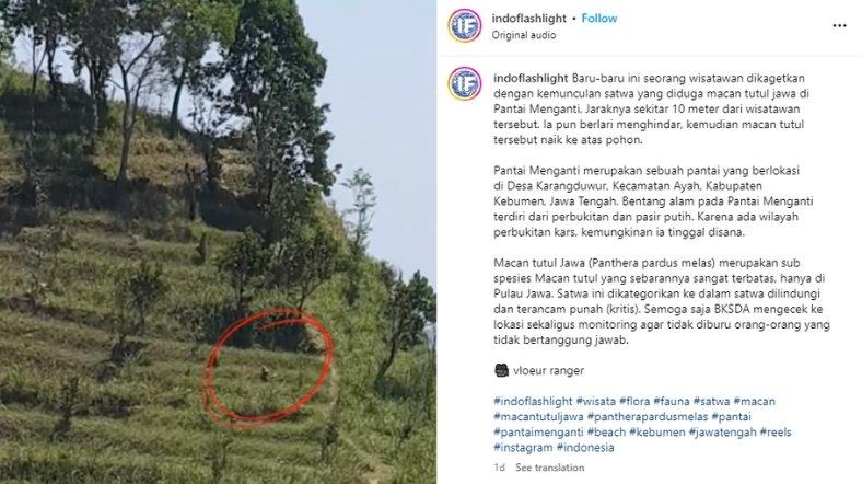 Seorang wisatawan mengklaim bahwa dirinya melihat macan tutul di Pantai Menganti, Kebumen, Jawa Tengah.