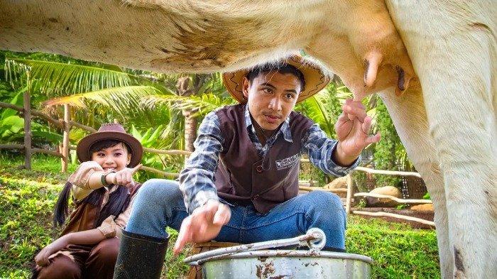 Memerah Sapi di Cimory on The Valley