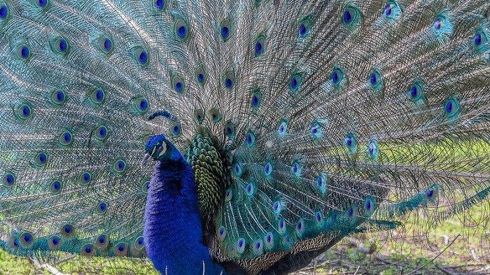 Ilustrasi merak biru