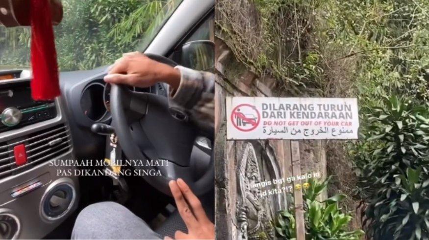 Viral mobil pengunjung Taman Safari Bogor tiba-tiba mogok saat melewati kandang singa.