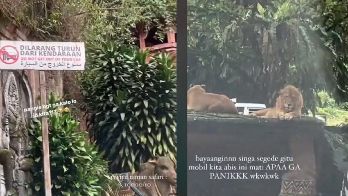 Viral mobil pengunjung Taman Safari Bogor tiba-tiba mogok saat melewati zona hewan buas.