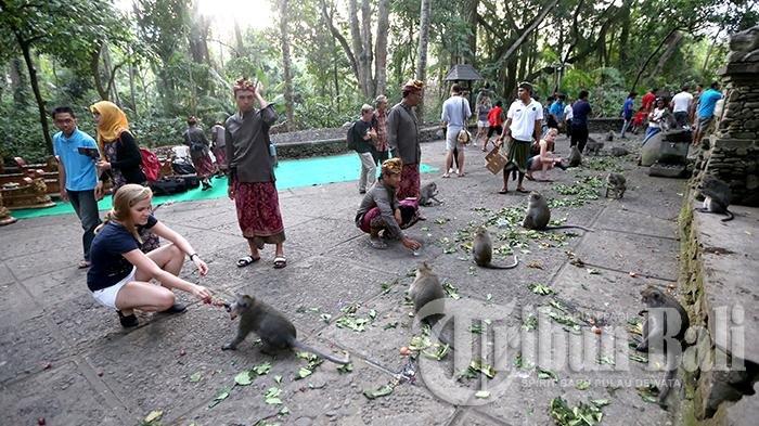 Ritual Tumpek Kandang di Monkey Forest, Ubud, Gianyar, Bali, Sabtu (3/10/2015).