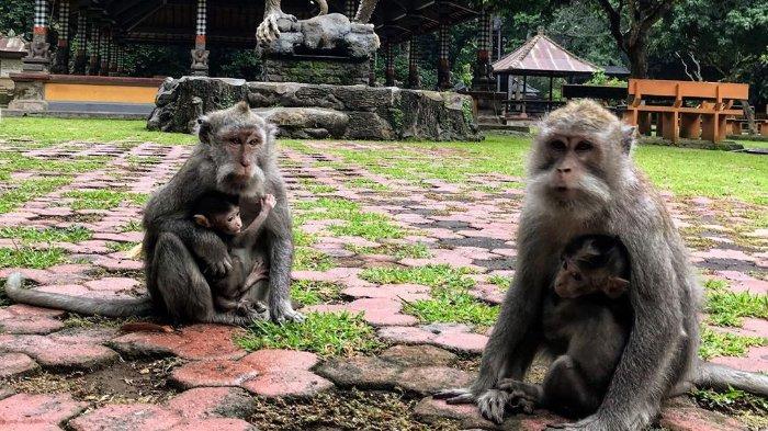 Monyet di Alas Kedaton, Tabanan, Bali