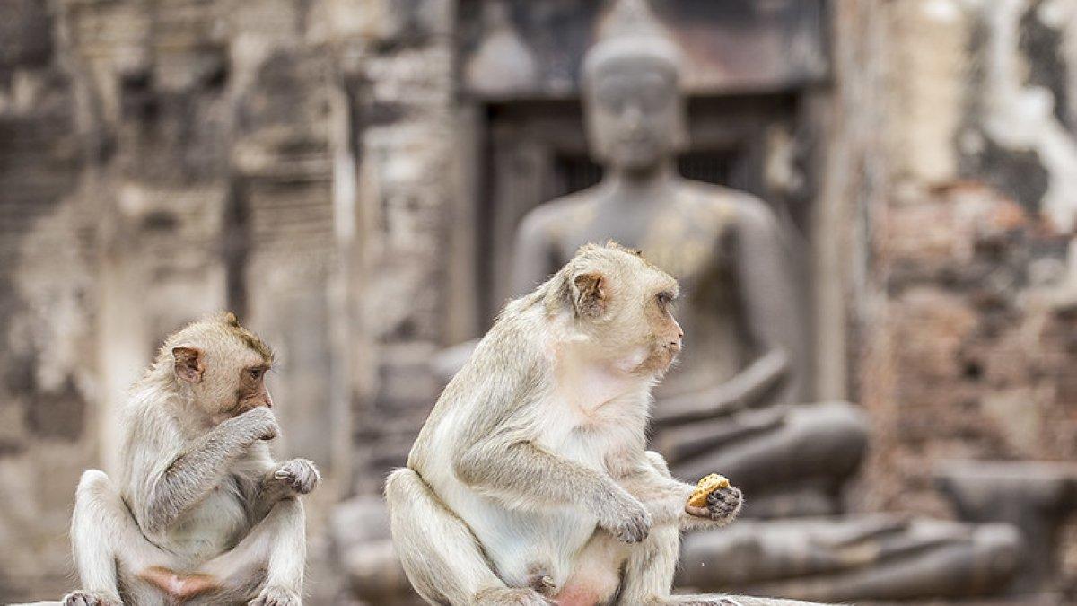 Monyet di Pagoda Tiga Kuno Thailand