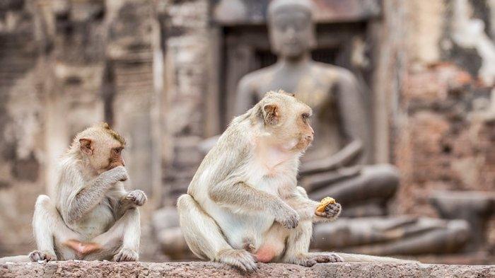 Monyet yang berkeliaran di Lopburi, Thailand