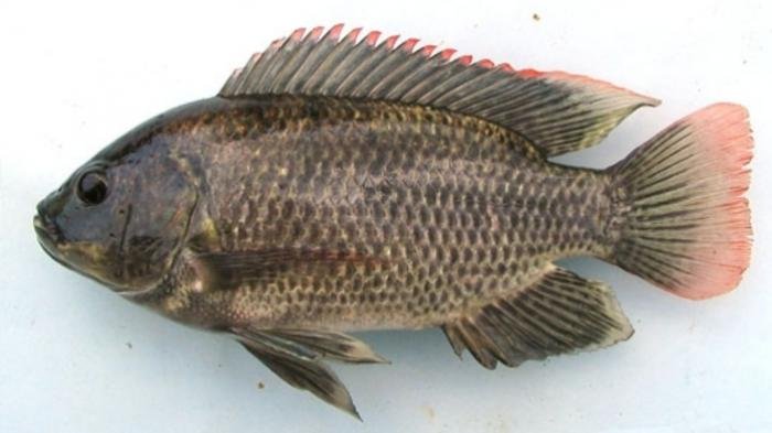 Ilustrasi ikan mujair.