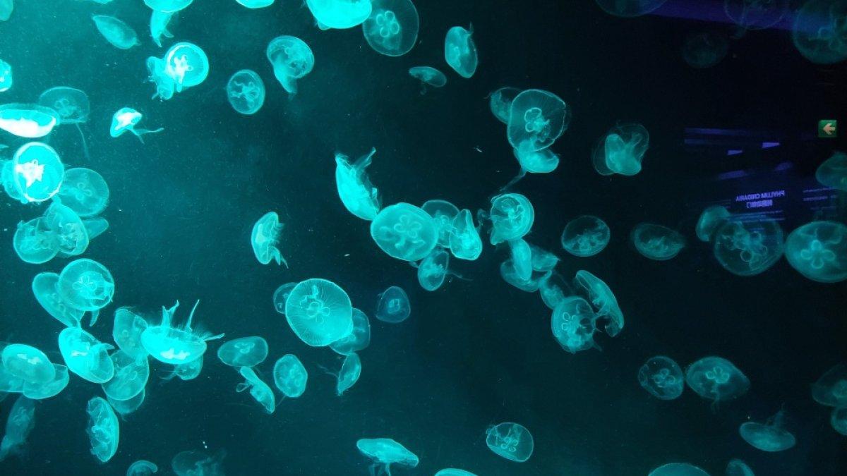 Ocean Journey SEA Aquarium Singapura, di mana menemukan tabung berisi ubur-ubur.