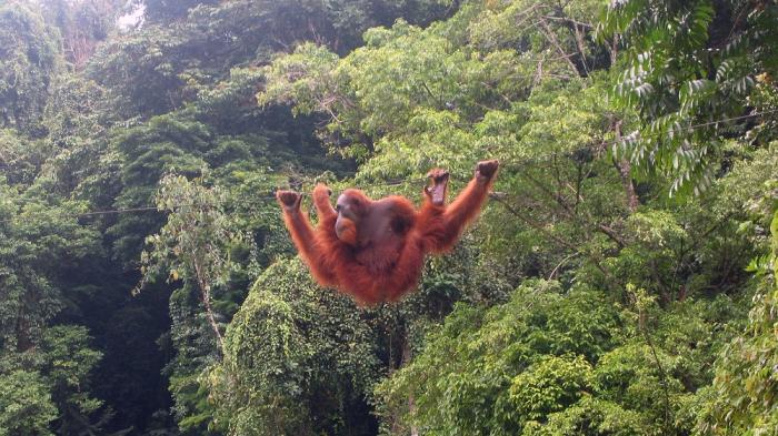 Bukit Lawang, Sumatera Utara