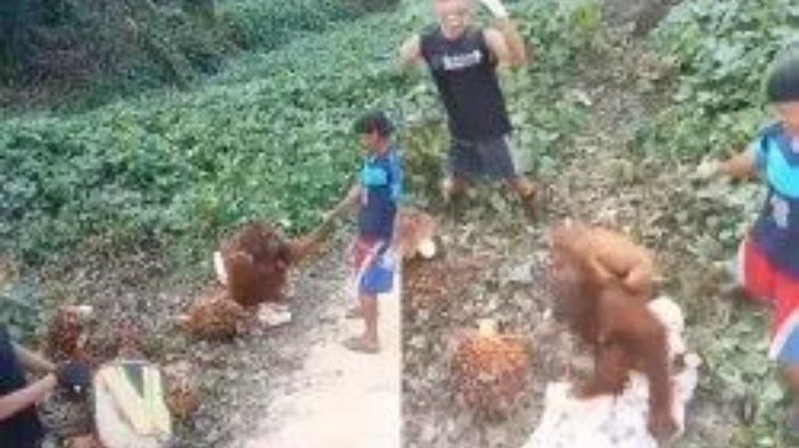 Viral seekor orangutan keluar hutan dan mendatangi pekerja di perkebunan sawit untuk meminta makanan.