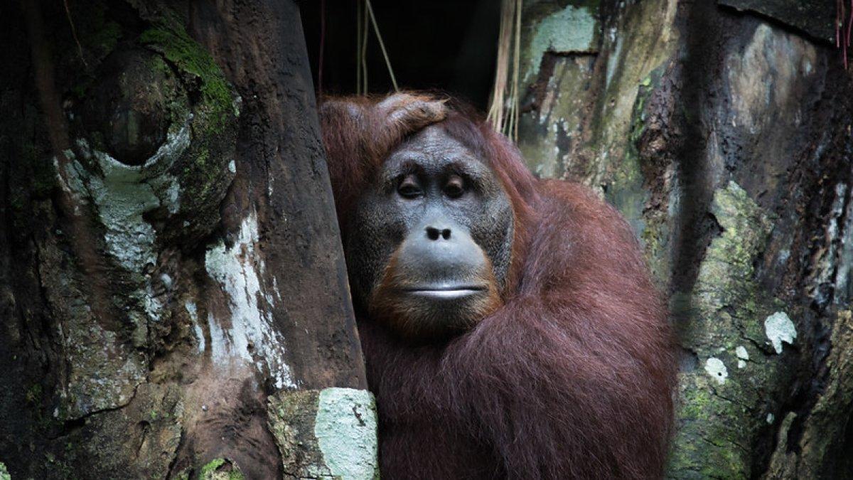 Orangutan Sumatra di Singapore Zoo, Singapura