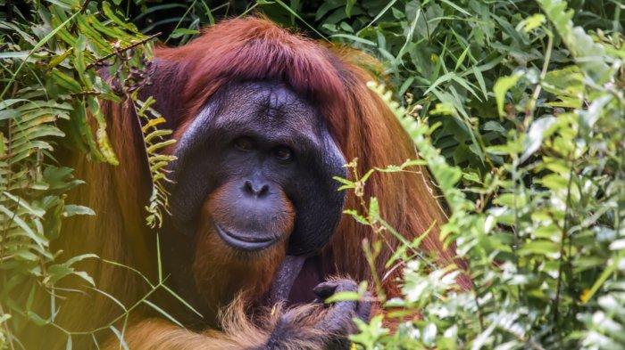 Ilustrasi orangutan. Para peneliti yang mempelajari orangutan di Taman Nasional Gunung Leuser Indonesia baru-baru ini mengamati perilaku luar biasa pada orangutan bernama Rakus.
