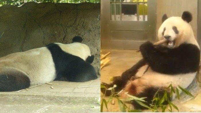 Tangkap layar kegiatan panda di Kebun Binatang Ueno Jepang, Minggu (3/5/2020).