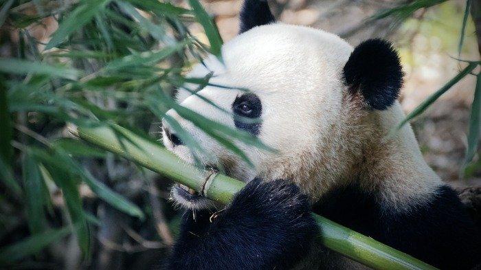 Ilustrasi panda.