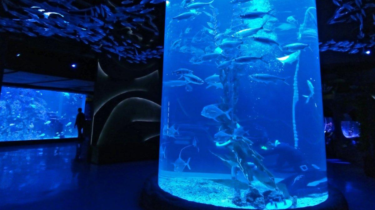 Panduan ke Jakarta Aquarium Safari di Jakarta Barat