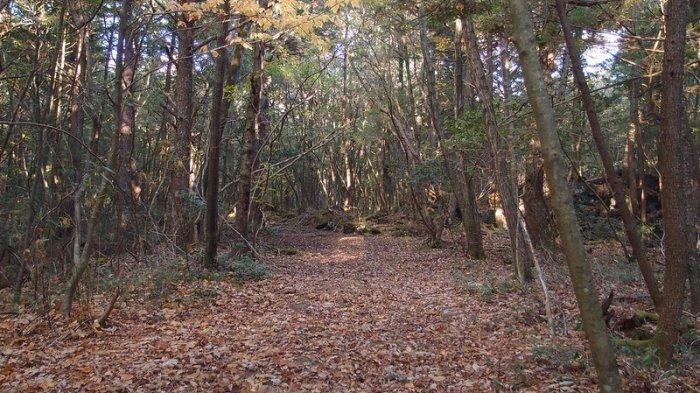 Hutan Aokigahara di Jepang dikenal sebagai tempat angker yang menyimpan keindahan alam di kaki Gunung Fuji.