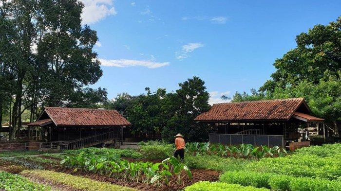 Pemandangan di Kuntum Farmfield