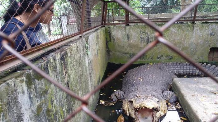 Wisatawan sedang melihat dari dekat buaya-buaya di Pusat Penangkaran Buaya di Asam Kumbang, Medan.