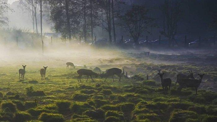 Penangkaran rusa di Ranca Upas Bandung, Jawa Barat.