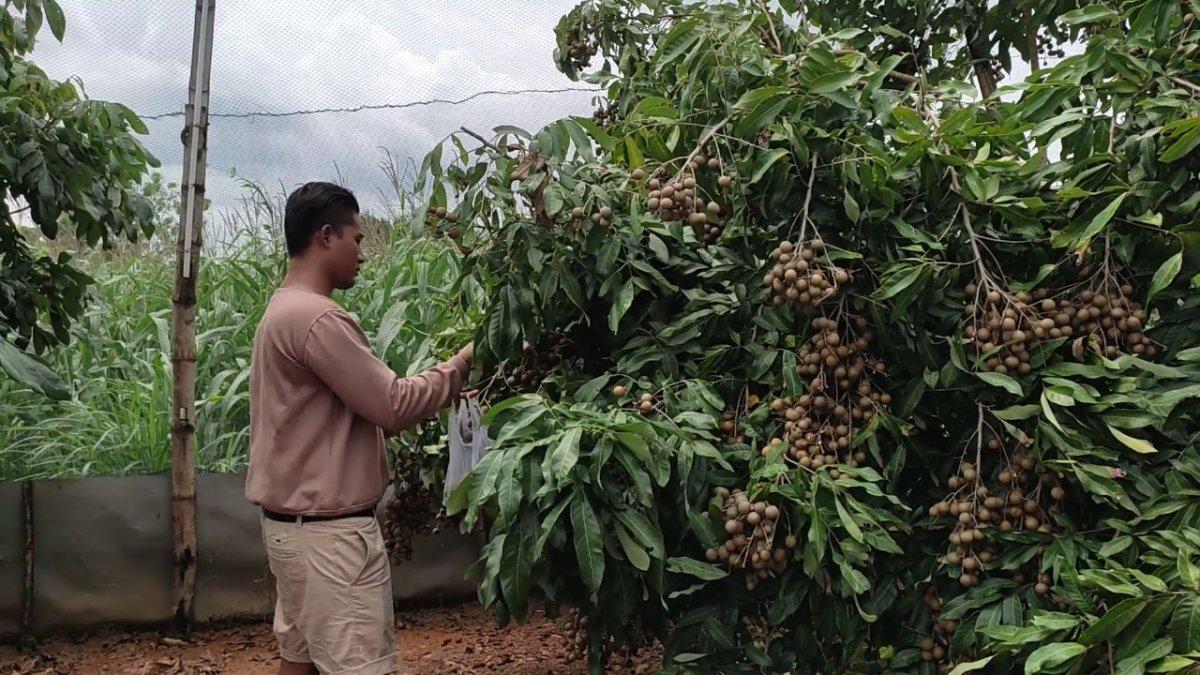 Pengunjung Agrowisata Petik Klengkeng di Klaten, Jawa Tengah.