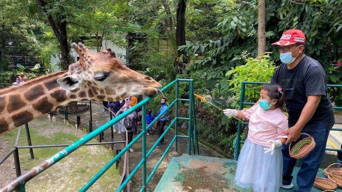 Pengunjung anak yang sedang memberi makan jerapah di Kebun Binatang Surabaya.
