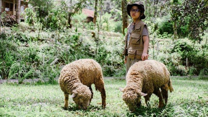 Pengunjung sedang berinteraksi dengan hewan ternak di Boemisora, tempat wisata terbaru di Polobogo, Getasan, Kabupaten Semarang, Jawa Tengah.