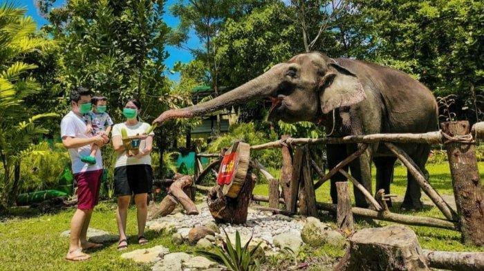 Pengunjung memberi makan gajah di Kebun Binatang Gembira Loka Jogja.