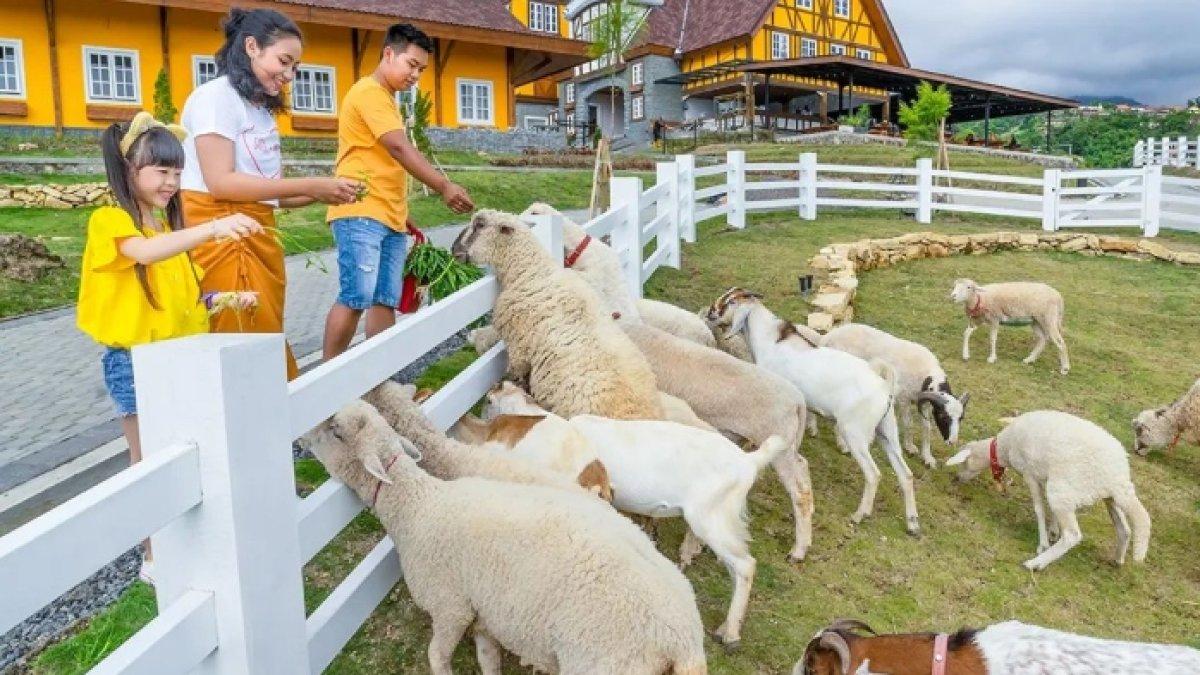 Pengunjung memberi makan satwa di Cepogo Cheese Park Kecamatan Cepogo, Kabupaten Boyolali, Jawa Tengah.