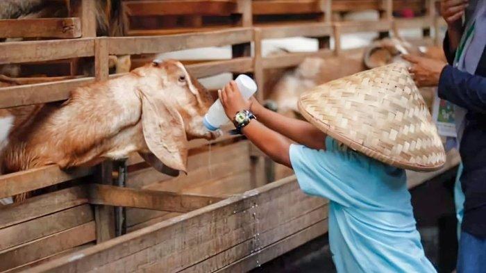 Pengunjung memberi susu pada kambing di Kuntum Farmfield, tempat wisata bertema peternakan dan pertanian di Bogor, Jawa Barat.