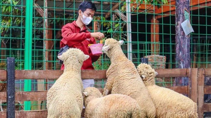 Pengunjung The Farm Pancawati sedang memberi makan hewan ternak di area mini zoo.