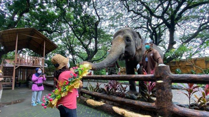 Pengunjung yang sedang memberi makan gajah di Kebun Binatang Surabaya.