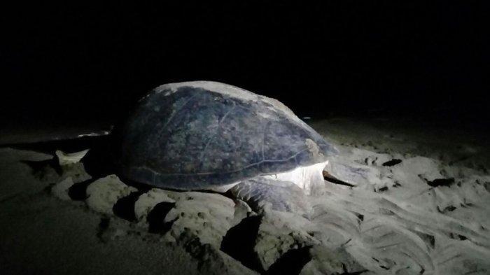 PANTAI TUTURUGA - Potret penyu bertelur di Pantai Tuturuga terletak di Desa Ranowangko II, Kecamatan Kombi, Kabupaten Minahasa, Sulawesi Utara.