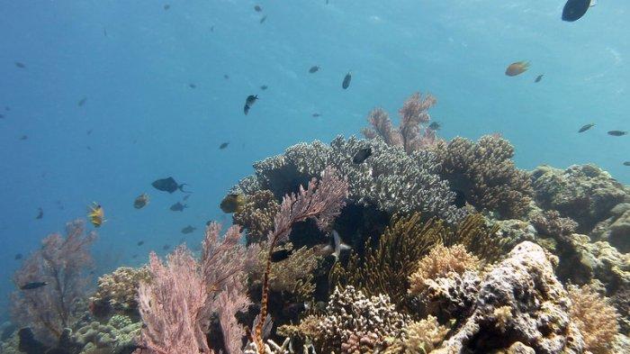 Perairan di Pulau Menjangan Kecil.