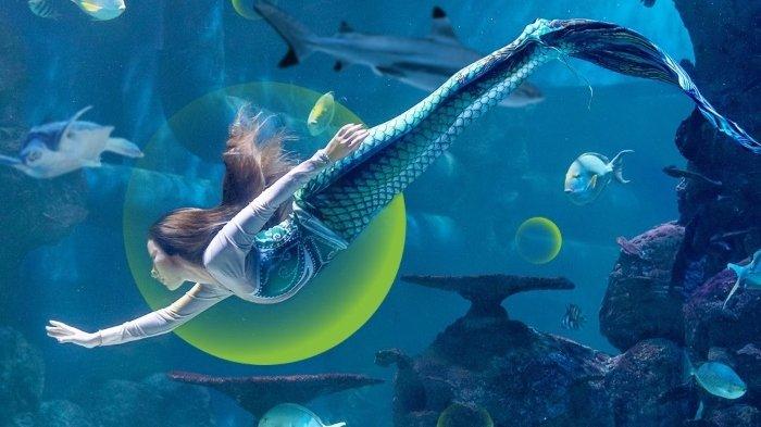 Pertunjukan Show Pearl Of The South Sea dan bertemu mermaid di Jakarta Aquarium.