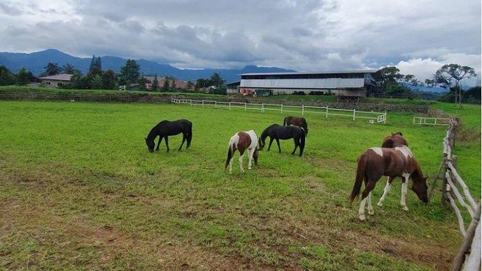 Peternakan Kuda di The Ranch Cisarua Puncak Bogor dan beragam fasilitas seru di dalamnya