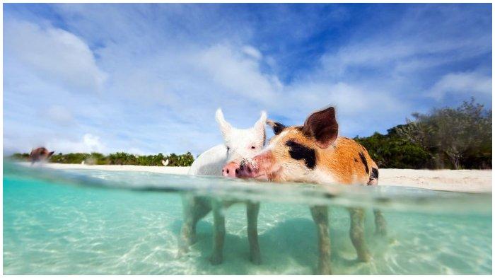 Niat Ingin Dapatkan Foto Terbaik Saat Liburan di Pig Island, Model Ini