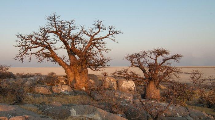 Pohon Baobab Madagaskar, satu pohon paling aneh di dunia.