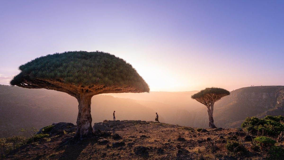 Pohon Darah Naga cuma dapat ditemukan di pulau Socotra. Mereka membentuk lanskap surealis dan membuat kamu merasa seperti di zaman dinosaurus.