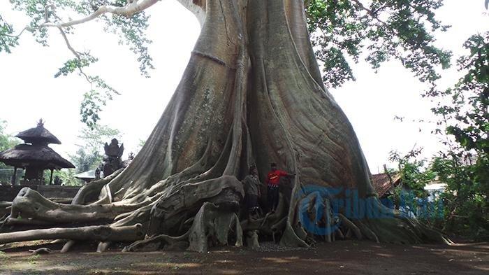 Pohon keramat di Banjar Bayan, Desa Tua, Kecamatan Marga, Tabanan, Bali.