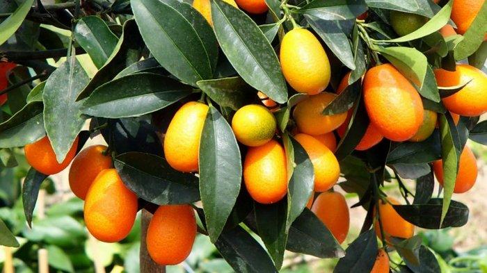 Pohon Kumquat yang dipercaya bawa keberuntungan saat Imlek.