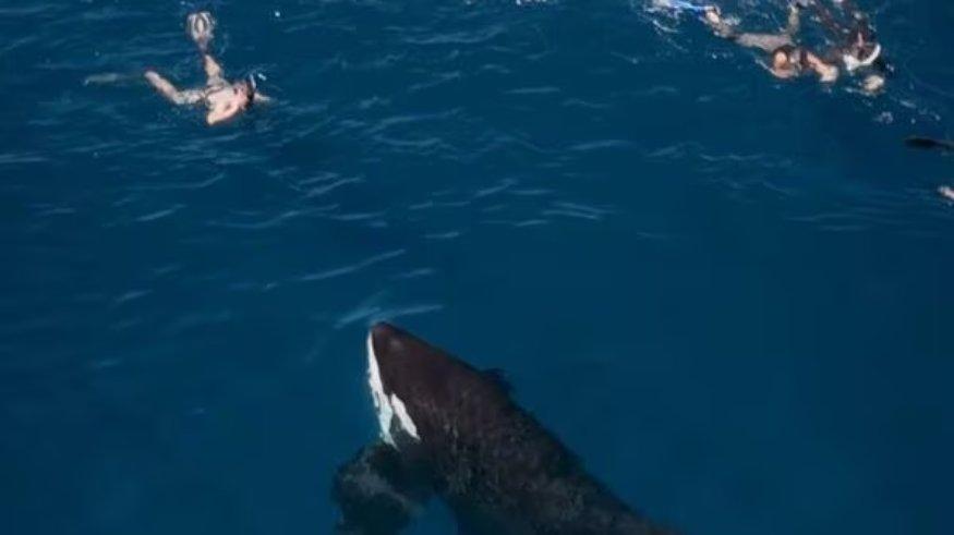 Seorang pria yang juga sebagai seorang penyelam mengaku bertemu paus orca saat berenang di laut.