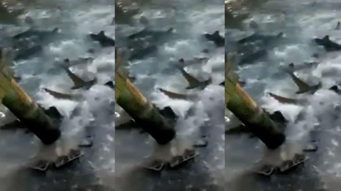 Seorang pria asal Florida diserang sepasang hiu setelah tergelincir dari dermaga pemancingan di Bahama.