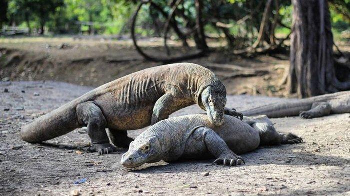 Pulau Rinca di Taman Nasional Komodo.