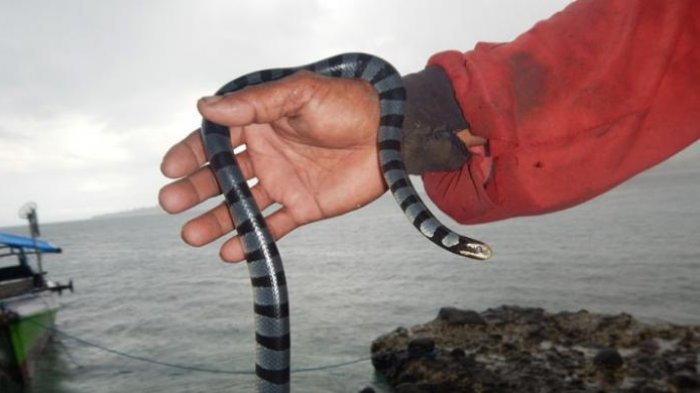 Seorang nelayan menunjukkan ular laut belang (Laticauda colubrina) yang menghuni Pulau Ular di Desa Pai, Kecamatan Wera, Kabupaten Bima, Nusa Tenggara Barat, Rabu (11/1/2017). Pulau yang berupa batu karang itu merupakan habitat bagi ular-ular laut tersebut. Meski terkenal berbisa dan berbahaya, ular-ular di pulau itu sangat jinak sehingga menarik wisatawan untuk datang. Pulau Ular pun menjadi obyek wisata andalan di Kabupaten Bima.