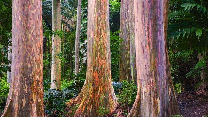 Rainbow Eucalyptus, Papua Nugini, Indonesia, dan Filipina