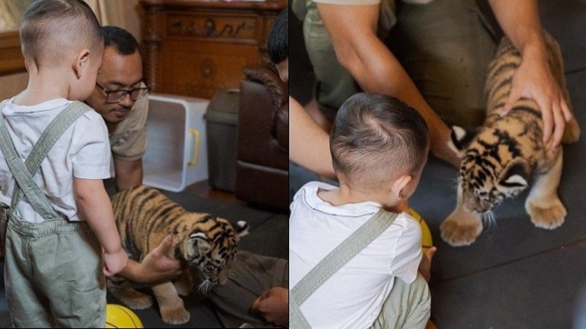 Potret Rayyanza bermain dengan anak harimau saat berkunjung ke rumah Alshad Ahmad di Bandung, Jawa Barat.