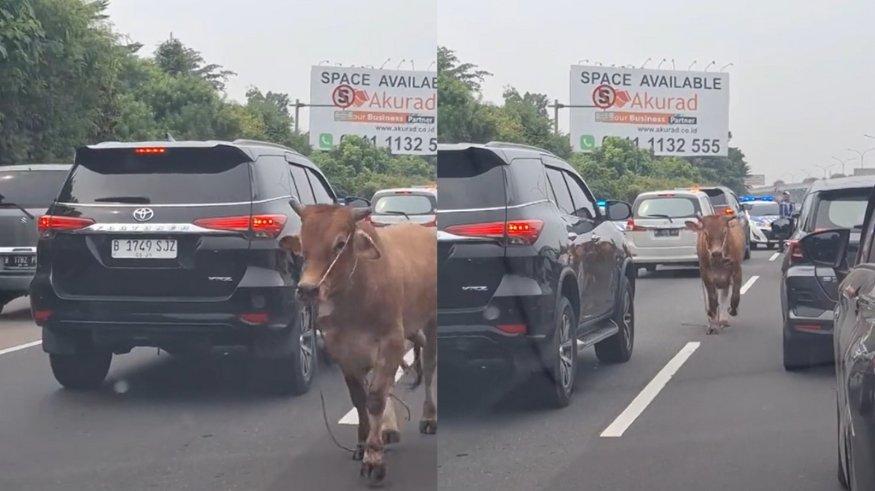 Viral seekor sapi yang hendak dijadikan hewan kurban lepas di jalan Tol Jagorawi, Cibubur, Jakarta Timur pada Minggu (16/6/2024).